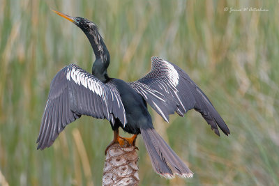 Anhinga