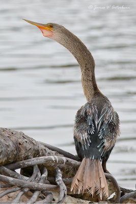 Anhinga