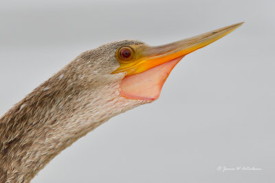 Anhinga
