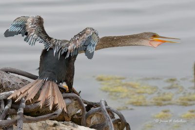 Anhinga