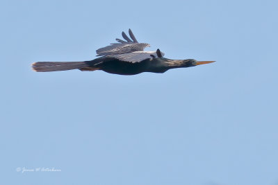 Anhinga
