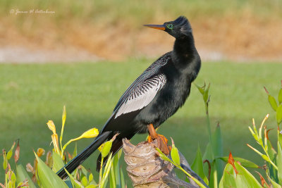 Anhinga