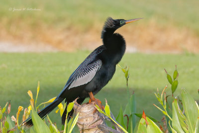 Anhinga