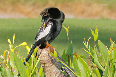 Anhinga