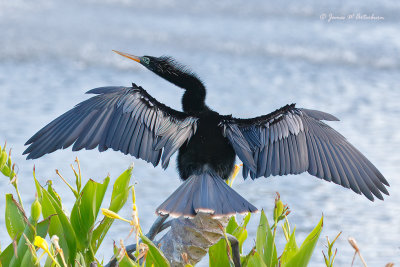 Anhinga