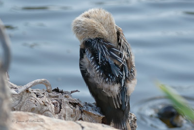 Anhinga