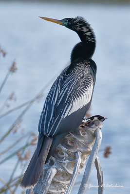 Anhinga