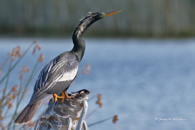 Anhinga
