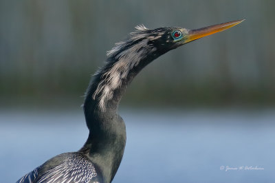 Anhinga
