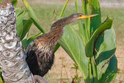 Anhinga