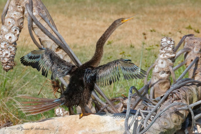 Anhinga