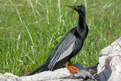 Anhinga