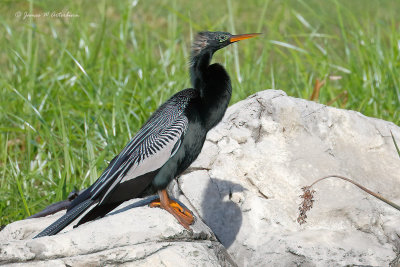 Anhinga