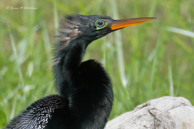 Anhinga