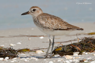 Black-bellied Plover