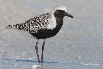 Black-bellied Plover