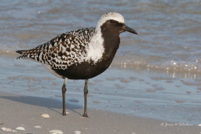 Black-bellied Plover