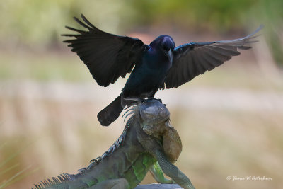 Boat-tailed Grackle with Green Iguana