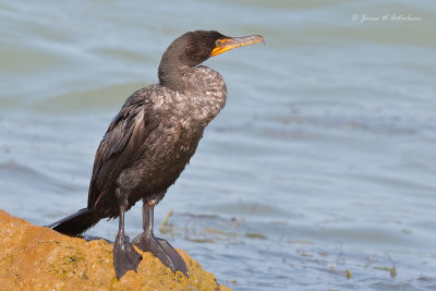 Double-crested Cormorant