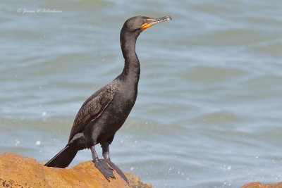 Double-crested Cormorant