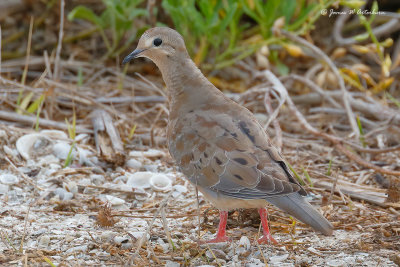 Mourning Dove
