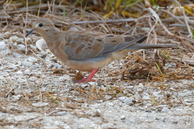Mourning Dove
