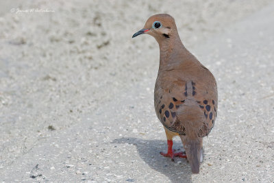 Mourning Dove