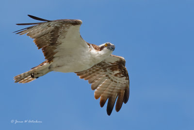 Osprey