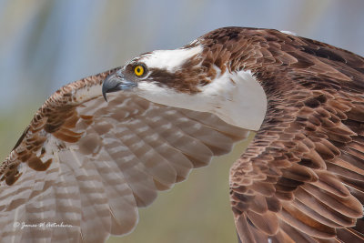 Vultures, Opsrey, Kites, Eagles, Hawks & Falcons