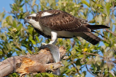 Osprey