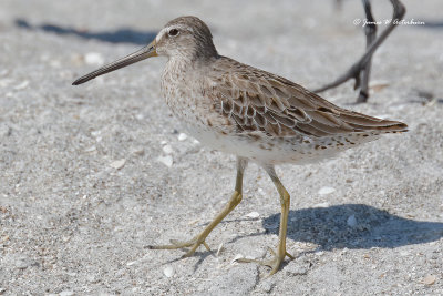 Short-billed Dowitcher