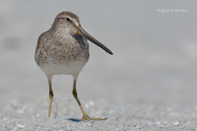 Short-billed Dowitcher