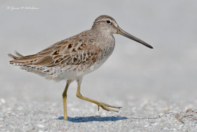 Short-billed Dowitcher