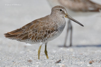 Short-billed Dowitcher