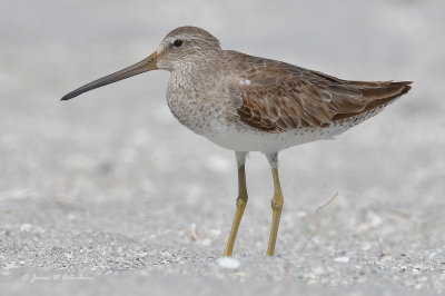 Short-billed Dowitcher