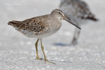 Short-billed Dowitcher
