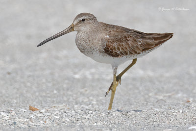 Short-billed Dowitcher