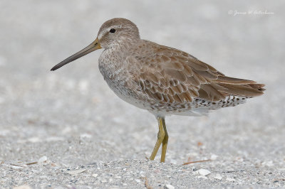 Short-billed Dowitcher