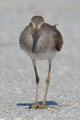 Short-billed Dowitcher