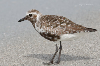 Black-bellied Plover