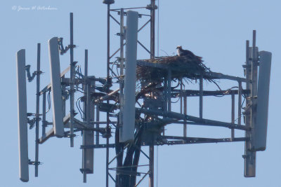 Osprey Nests in NE Oklahoma