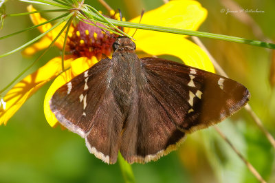 Southern Coludywing