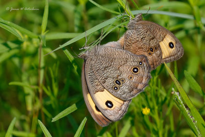 Common Wood-Nymph