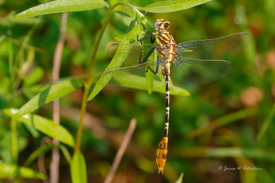 Flag-tailed Spinyleg