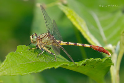 Jade Clubtail