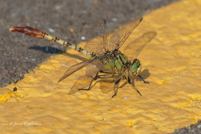 Jade Clubtail