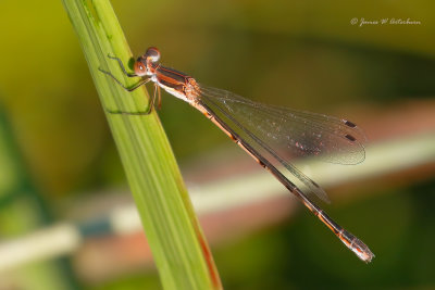 Southern Spreadwing