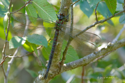 Swamp Darner