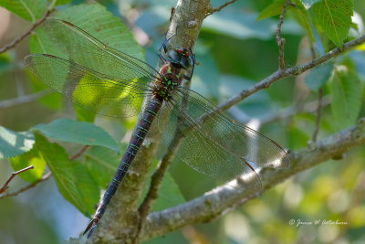 Swamp Darner