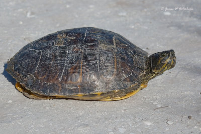 Yellow-bellied Slider